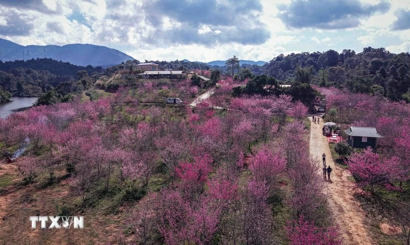 Điện Biên: Sắc xuân bừng sáng trên đảo hoa anh đào Pá Khoang