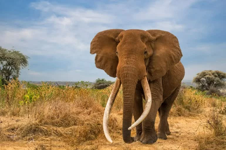 Chú voi biểu tượng của Kenya qua đời ở tuổi 54