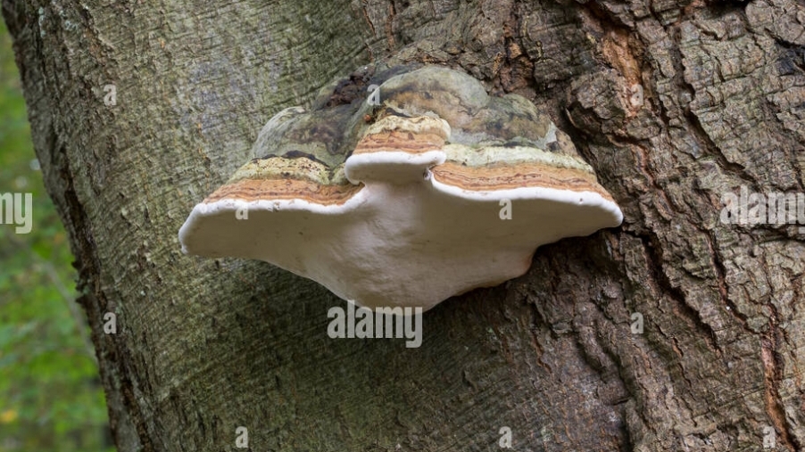 Sử dụng nấm làm vật liệu xây dựng thân thiện môi trường