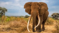 Chú voi biểu tượng của Kenya qua đời ở tuổi 54