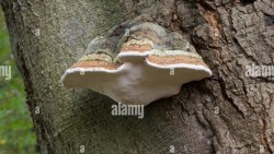 Sử dụng nấm làm vật liệu xây dựng thân thiện môi trường