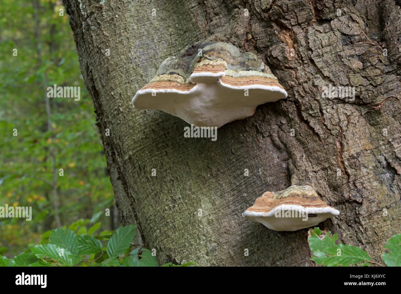 Sử dụng nấm làm vật liệu xây dựng thân thiện môi trường Sử dụng nấm làm vật liệu xây dựng thân thiện môi trường