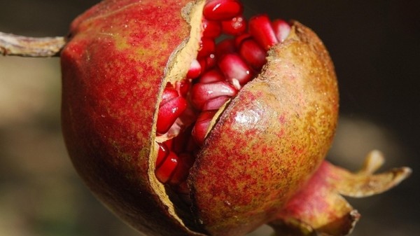 Bổ sung trái cây giàu vitamin có thể làm chậm quá trình tóc bạc sớm