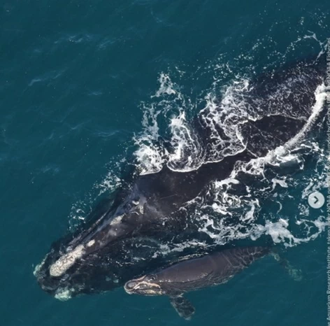 Quần thể cá voi đầu bò Bắc Đại Tây Dương quý hiếm sinh nhiều con hơn nhưng vẫn có nguy cơ tuyệt chủng