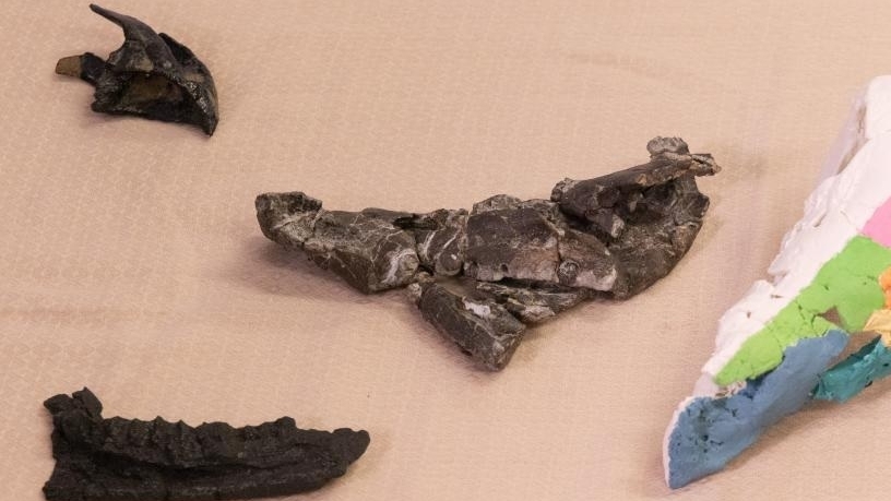 Hóa thạch cho thấy khủng long có sừng từng sinh sống ở châu Âu