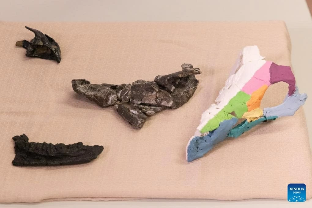 Hóa thạch cho thấy khủng long có sừng từng sinh sống ở châu Âu