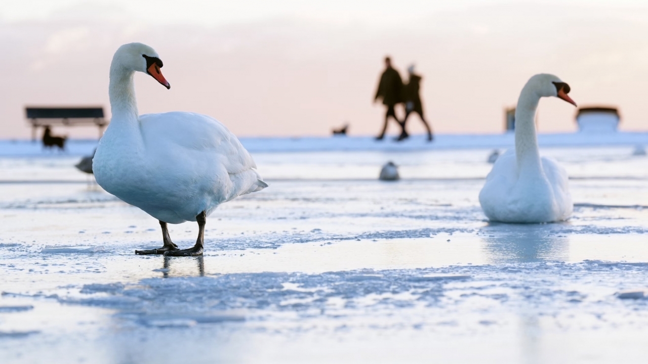 Khám phá thế giới hoang dã trong tuần: Cặp song sinh khỉ đột hiếm gặp, những 'tay đua' lạc đà và nhện 'ảo giác'