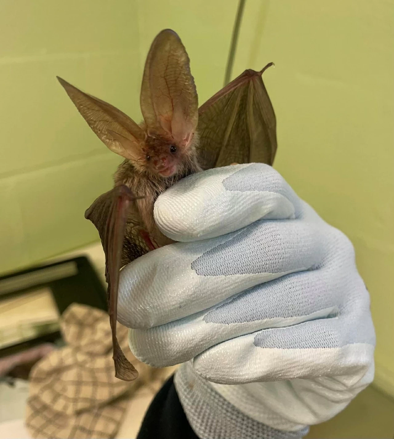 Khám phá thế giới hoang dã trong tuần: Cặp song sinh khỉ đột hiếm gặp, những 'tay đua' lạc đà và nhện 'ảo giác'