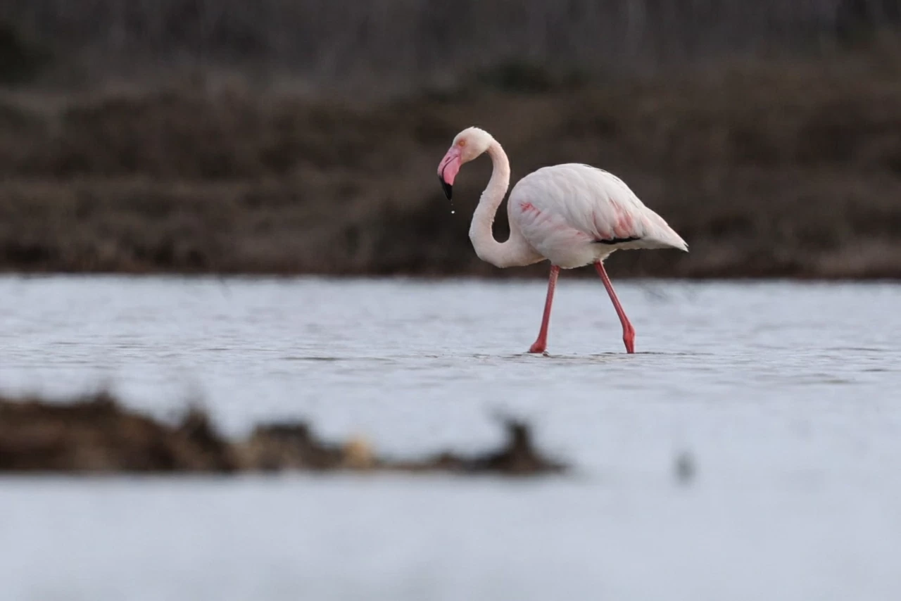 Khám phá thế giới hoang dã trong tuần: Cặp song sinh khỉ đột hiếm gặp, những 'tay đua' lạc đà và nhện 'ảo giác'