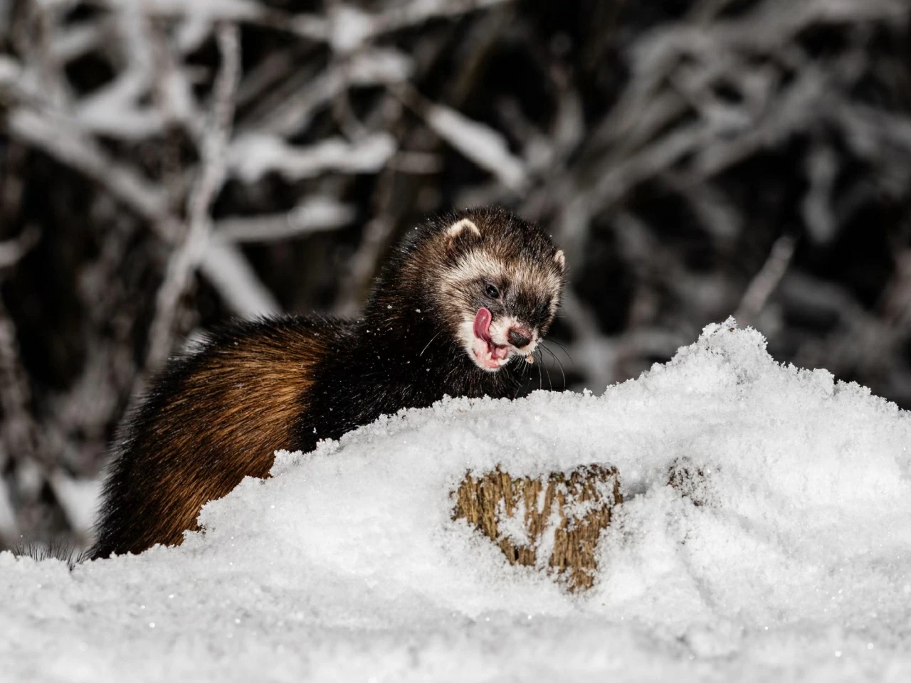 Khám phá thế giới hoang dã trong tuần: Cặp song sinh khỉ đột hiếm gặp, những 'tay đua' lạc đà và nhện 'ảo giác'
