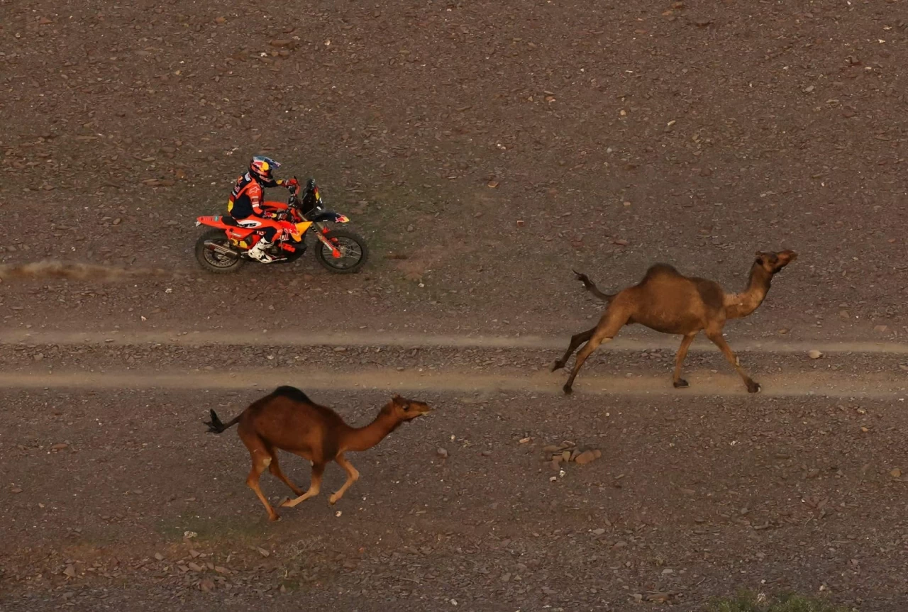 Khám phá thế giới hoang dã trong tuần: Cặp song sinh khỉ đột hiếm gặp, những 'tay đua' lạc đà và nhện 'ảo giác'