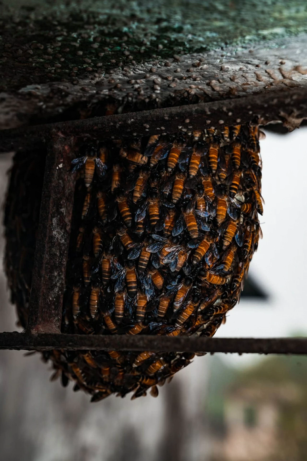 Khám phá thế giới hoang dã trong tuần: Cặp song sinh khỉ đột hiếm gặp, những 'tay đua' lạc đà và nhện 'ảo giác'