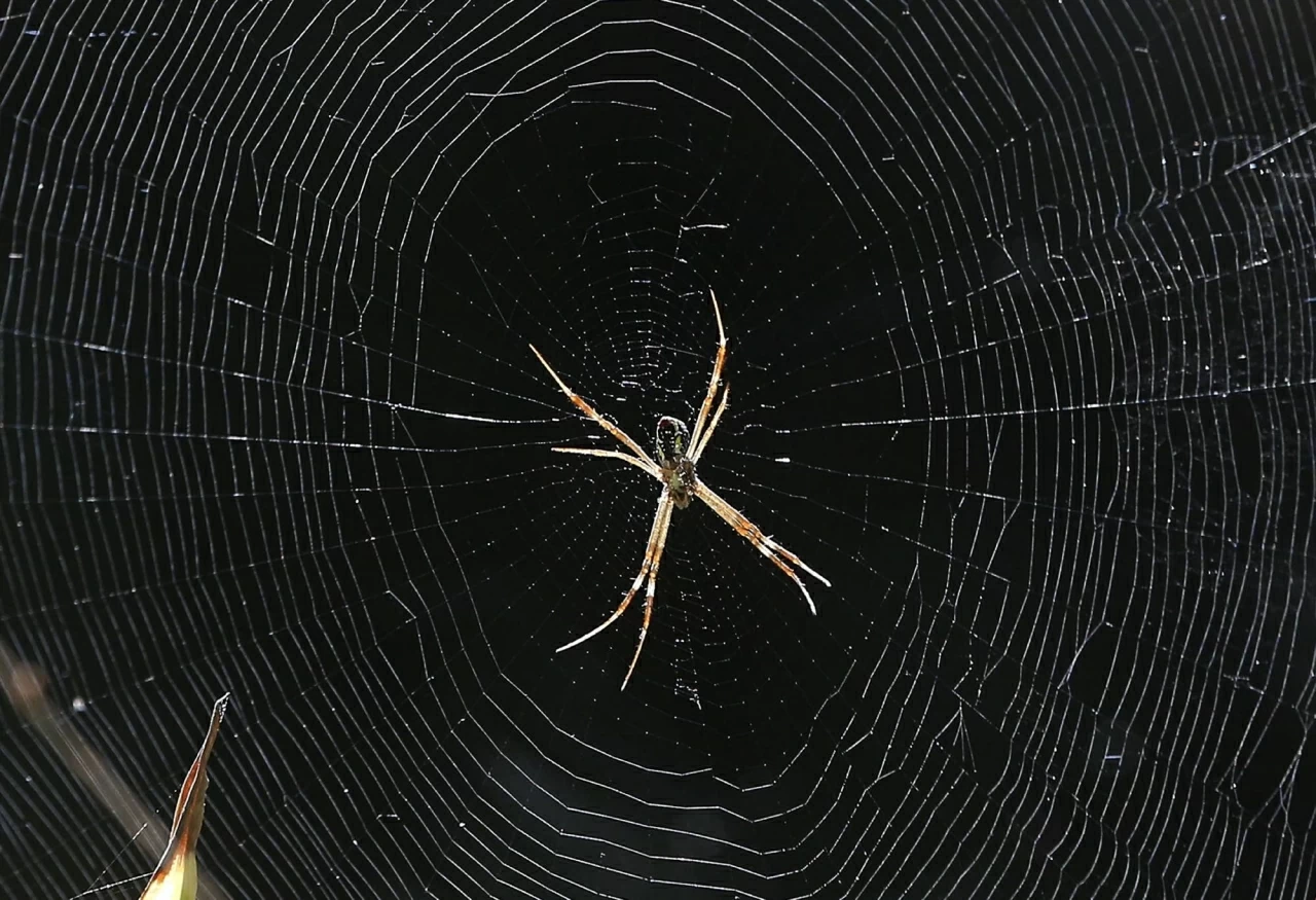 Khám phá thế giới hoang dã trong tuần: Cặp song sinh khỉ đột hiếm gặp, những 'tay đua' lạc đà và nhện 'ảo giác'