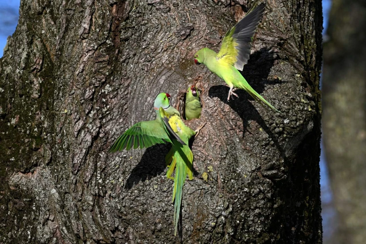 Khám phá thế giới hoang dã trong tuần: Cặp song sinh khỉ đột hiếm gặp, những 'tay đua' lạc đà và nhện 'ảo giác'