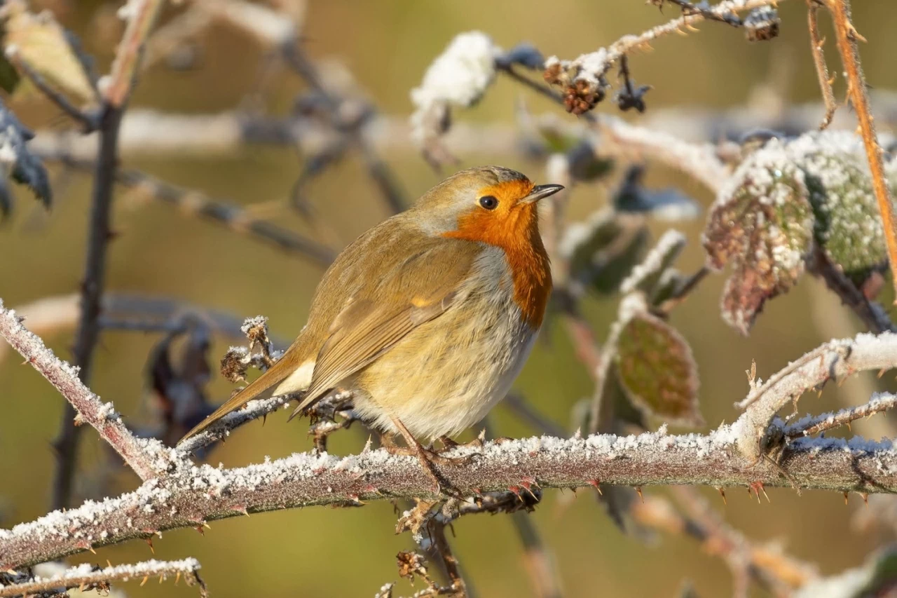 Khám phá thế giới hoang dã trong tuần: Cặp song sinh khỉ đột hiếm gặp, những 'tay đua' lạc đà và nhện 'ảo giác'