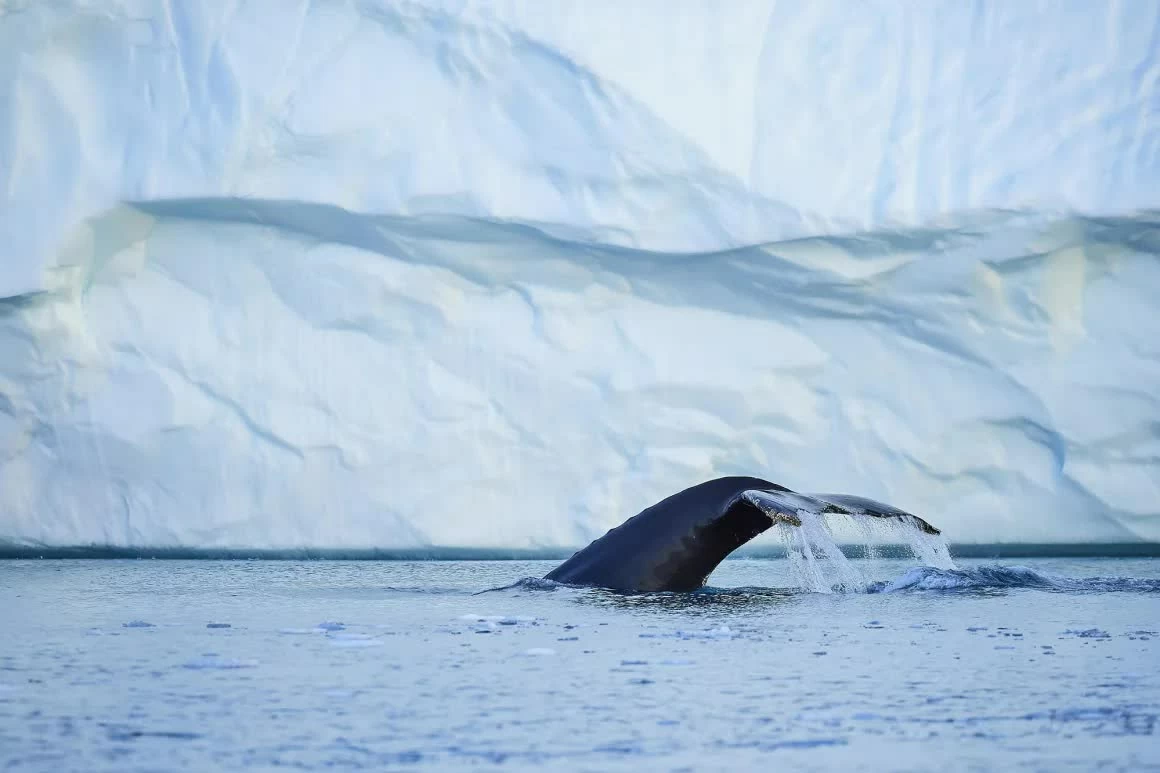 trải nghiệm du lịch Greenland