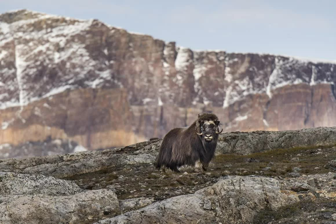 trải nghiệm du lịch Greenland