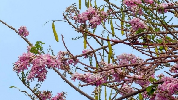 Du khách thích thú trước vẻ đẹp hoa đỗ mai ở TP. Hồ Chí Minh