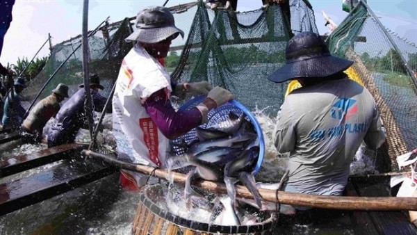 VASEP projects pangasius exports to reach 2.3 billion USD in 2026