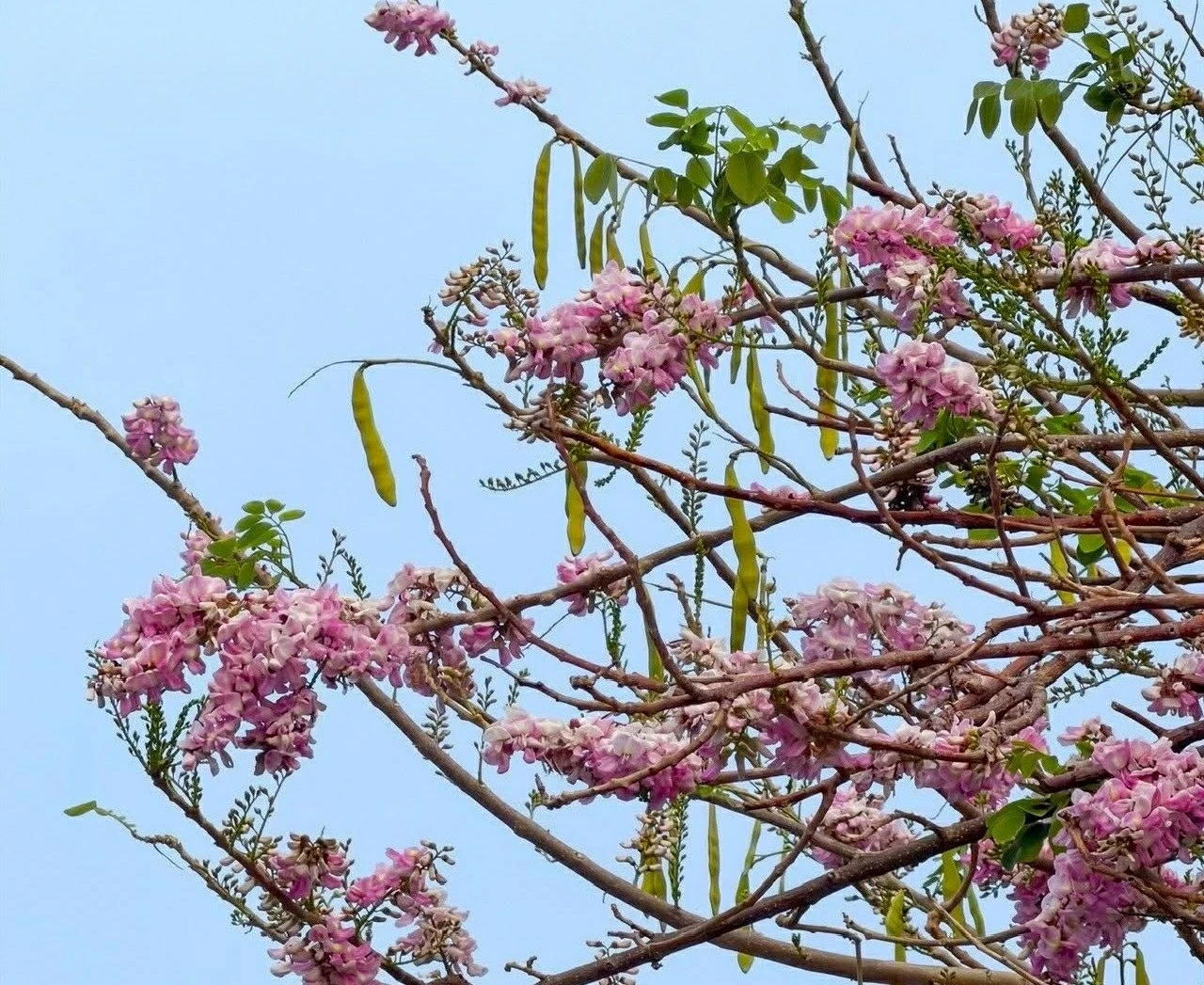 Hoa đỗ mai rực hồng trên đồi ở TP. Hồ Chí Minh Hoa đỗ mai rực hồng trên đồi ở TP. Hồ Chí Minh