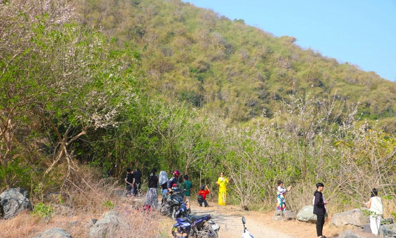 Hoa đỗ mai rực hồng trên đồi ở TP. Hồ Chí Minh