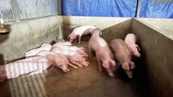 Giá heo hơi hôm nay 11/1: Tăng mạnh trên cả 3 miền, nhiều tỉnh, thành tăng 4.000 đồng/kg