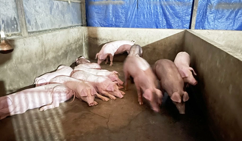 Giá heo hơi hôm nay 11/1: Giá heo hơi hôm nay 11/1: Tăng mạnh trên cả 3 miền, nhiều tỉnh, thành tăng 4.000 đồng/kg