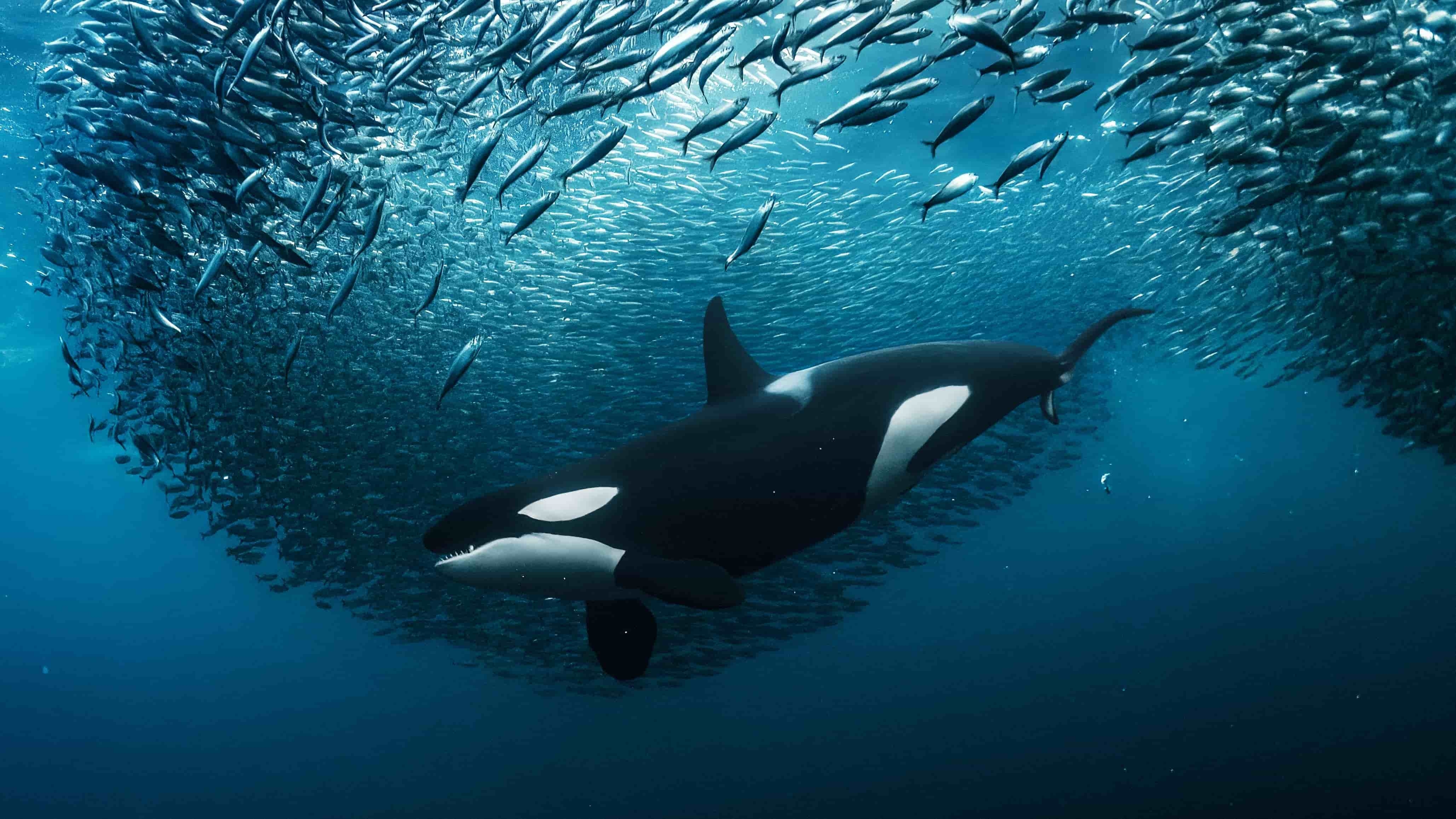 Hiệp định biển cả có hiệu lực: Cột mốc lịch sử trong quản trị đại dương