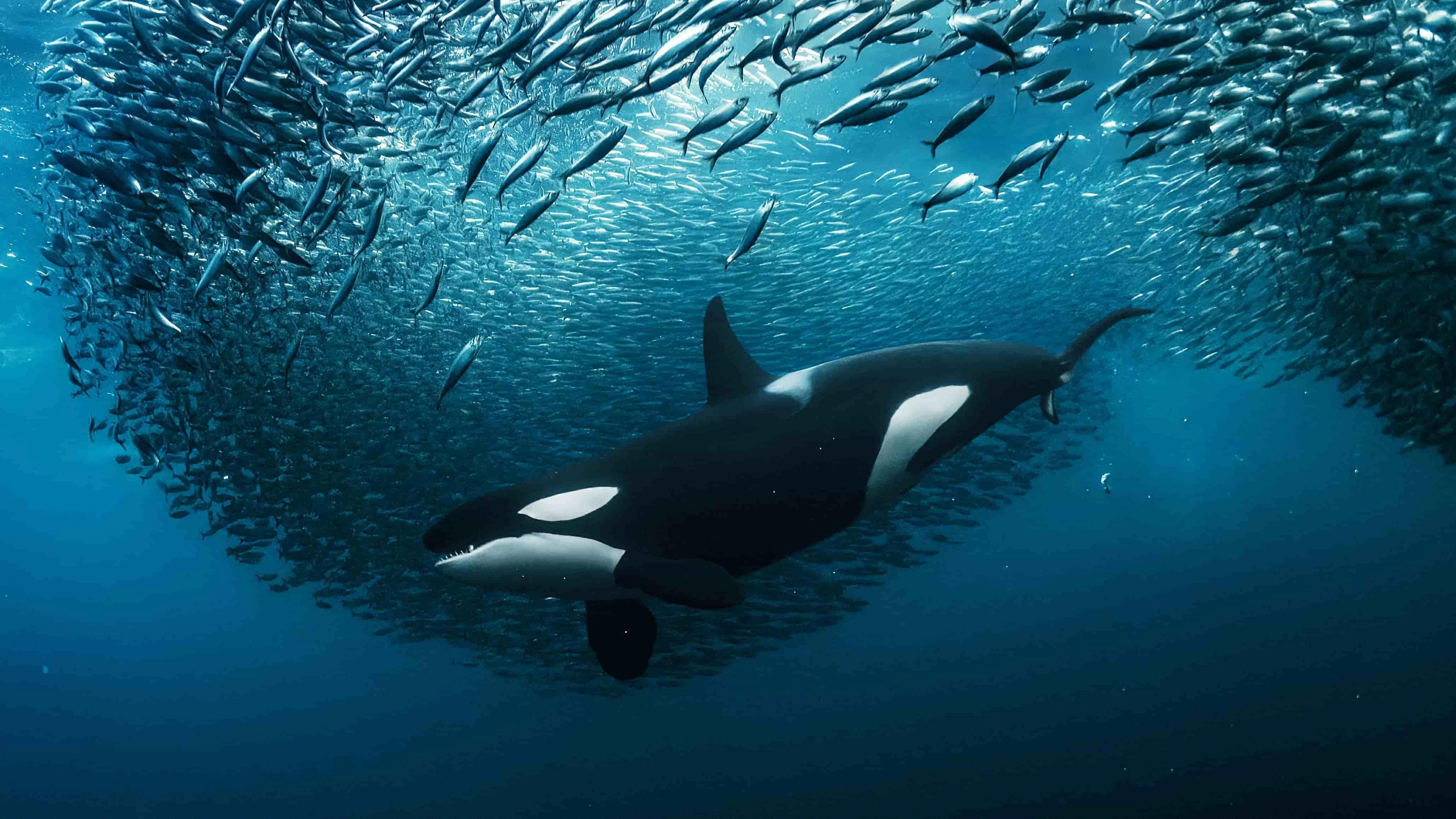 Hiệp định biển cả - BBNJ có hiệu lực: Cột mốc lịch sử trong quản trị đại dương Hiệp định biển cả - BBNJ có hiệu lực: Cột mốc lịch sử trong quản trị đại dương