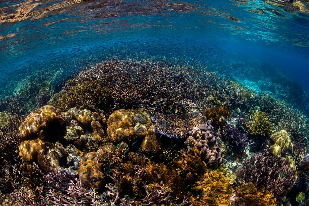 Hiệp định biển cả - BBNJ có hiệu lực: Cột mốc lịch sử trong quản trị đại dương Hiệp định biển cả - BBNJ có hiệu lực: Cột mốc lịch sử trong quản trị đại dương