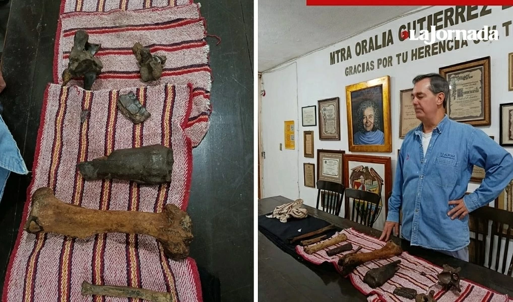 Mexico: Phát hiện hóa thạch của động vật khổng lồ thời tiền sử trong hang động Mexico: Phát hiện hóa thạch của động vật khổng lồ thời tiền sử trong hang động