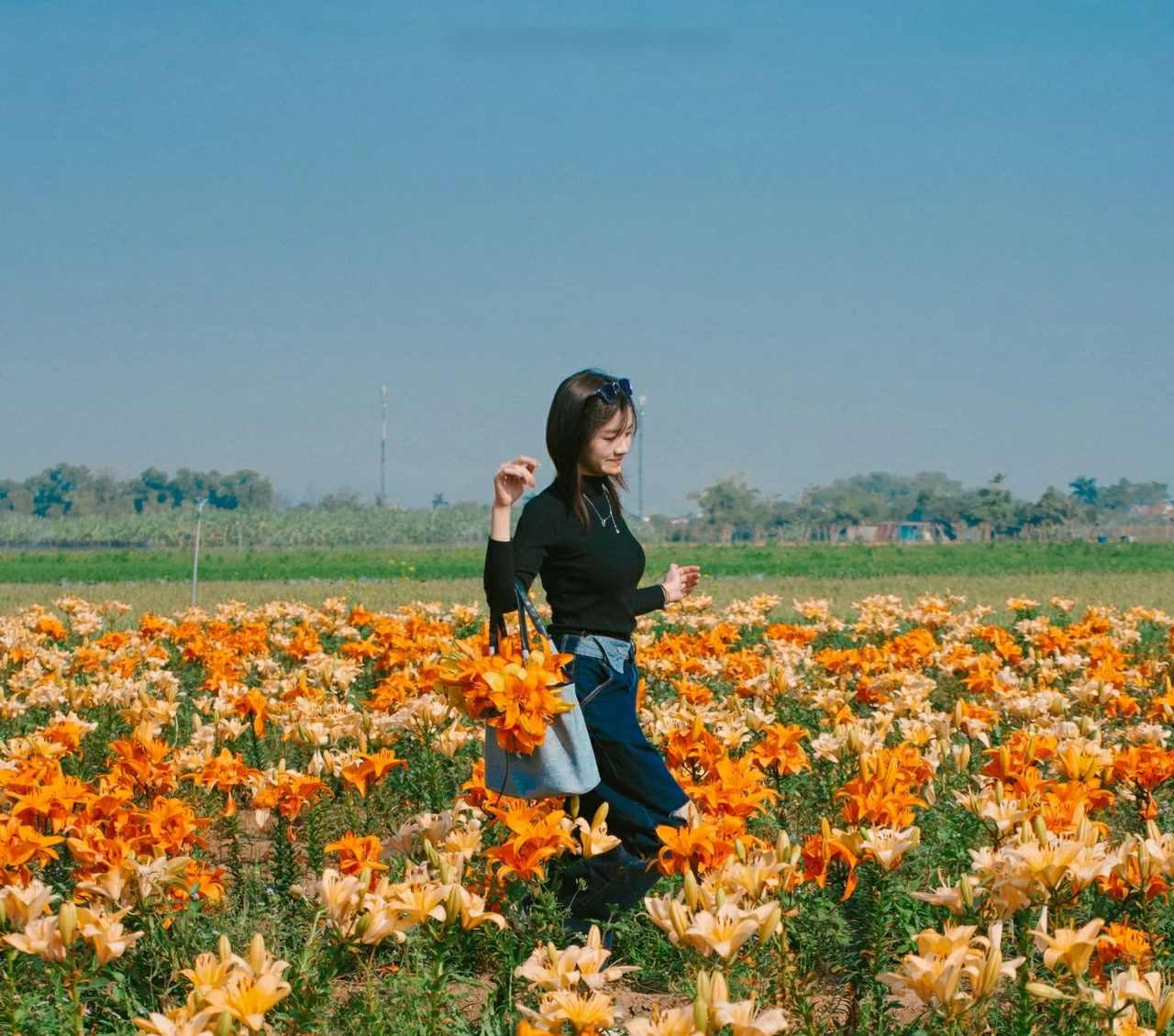 Cánh đồng hoa ly cách Hà Nội 70km khoe sắc, khách đi từ sáng sớm tới check-in Cánh đồng hoa ly cách Hà Nội 70km khoe sắc, khách đi từ sáng sớm tới check-in