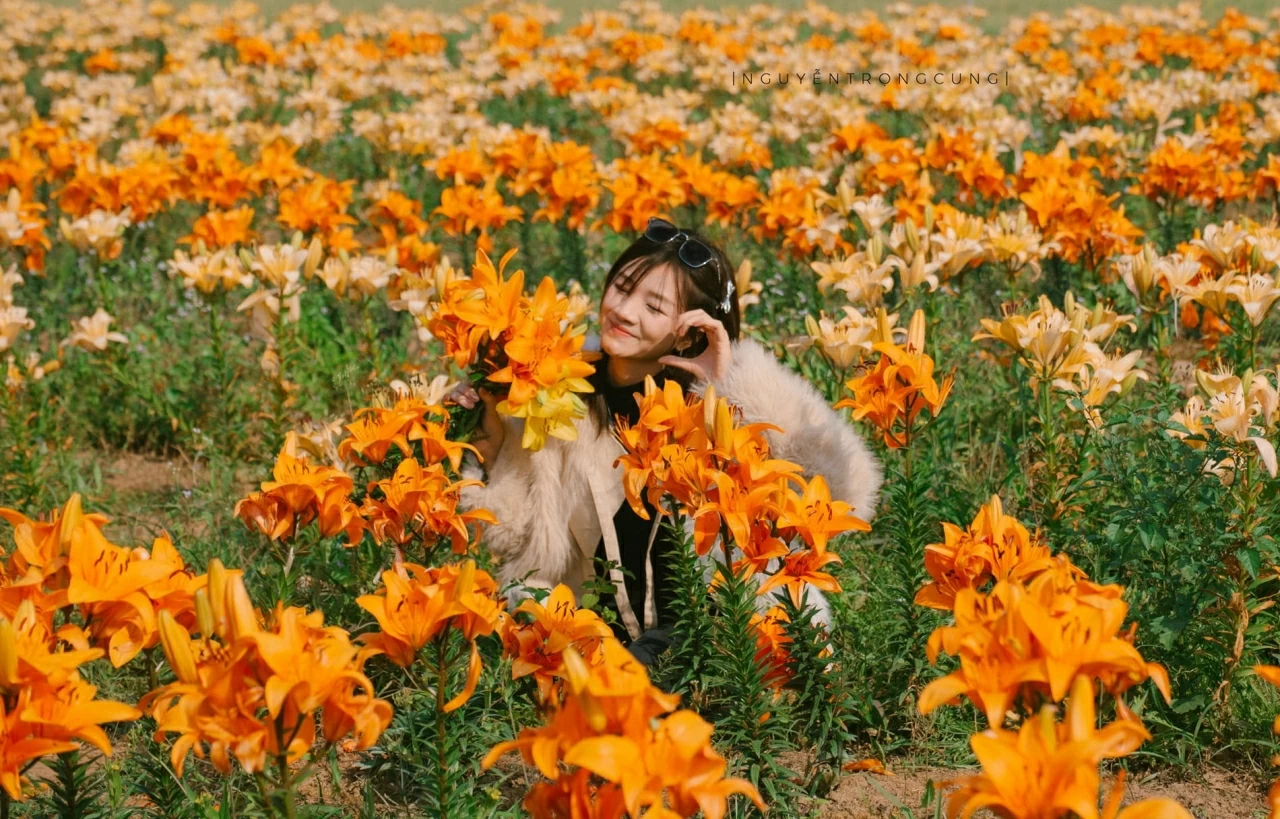 Cánh đồng hoa ly cách Hà Nội 70km khoe sắc, khách đi từ sáng sớm tới check-in Cánh đồng hoa ly cách Hà Nội 70km khoe sắc, khách đi từ sáng sớm tới check-in