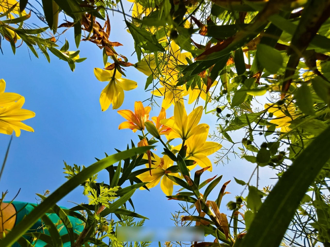 Cánh đồng hoa ly cách Hà Nội 70km khoe sắc, khách đi từ sáng sớm tới check-in