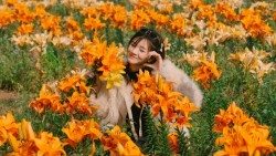 Cánh đồng hoa ly tại Hải Phòng khoe sắc, du khách thích thú đến tham quan, chụp ảnh