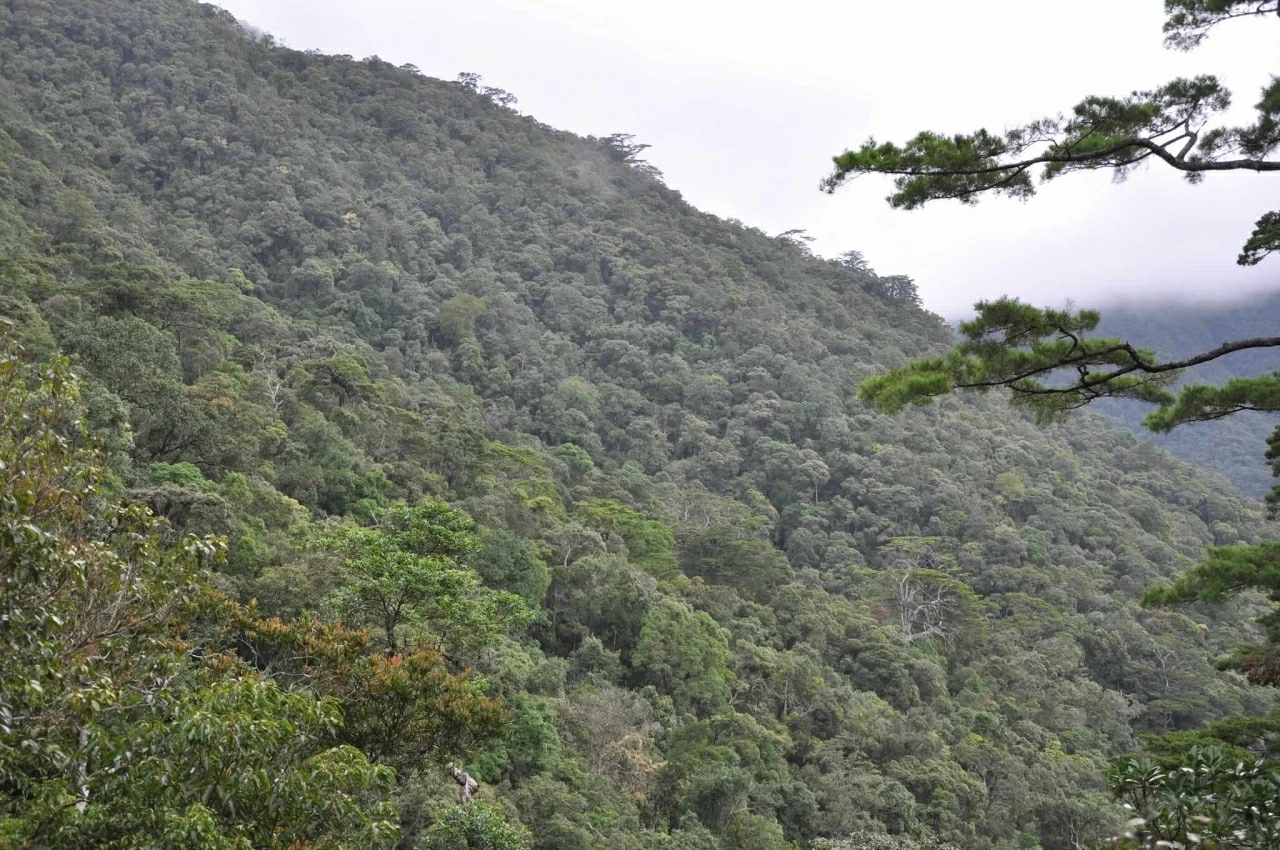 Việt Nam - IFAD ký Hiệp định RECAF: Tăng nguồn lực giảm phát thải rừng