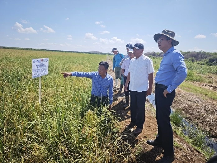 Đại hội Đảng lần thứ XIV: Tại Cuba, chúng tôi tràn ngập sự tin tưởng, kỳ vọng và niềm tự hào dân tộc sâu sắc Đại hội Đảng lần thứ XIV: Tại Cuba, chúng tôi tràn ngập sự tin tưởng, kỳ vọng và niềm tự hào dân tộc sâu sắc