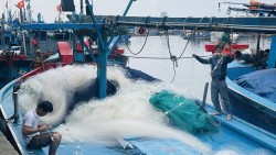 Bảo đảm quyền của người đi biển theo luật pháp quốc tế