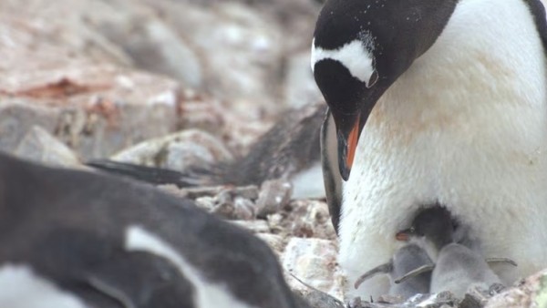 Nam Cực tăng nhiệt độ, chim cánh cụt thay đổi mùa sinh sản với tốc độ sớm kỷ lục