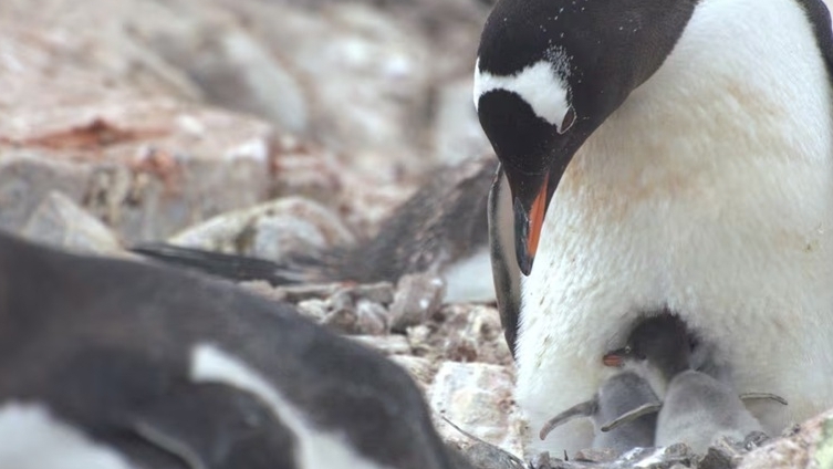 Nam Cực tăng nhiệt độ, chim cánh cụt thay đổi mùa sinh sản với tốc độ sớm kỷ lục
