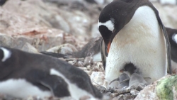 Nam Cực tăng nhiệt độ, chim cánh cụt thay đổi mùa sinh sản với tốc độ sớm kỷ lục