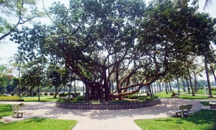 29. Số Tết: Nhớ tấm gương Người trồng cây. Cây đa Bác Hồ trồng ở công viên Thống Nhất. (Nguồn: An ninh Thủ đô)