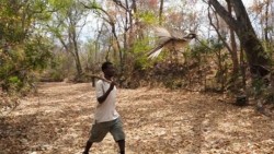 Độc đáo phương ngữ giao tiếp với chim dẫn đường của cộng đồng săn mật ong Mozambique