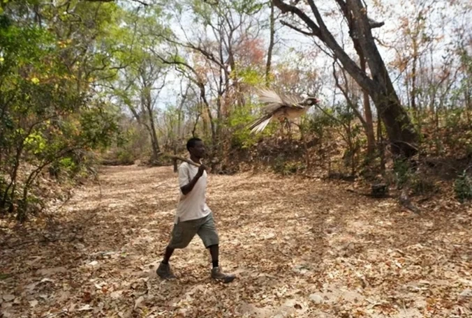 Phát hiện kỳ lạ về phương ngữ bí mật giữa người và chim