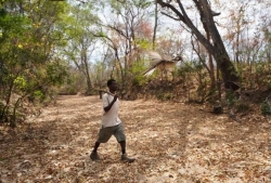 Độc đáo phương ngữ giao tiếp với chim dẫn đường của cộng đồng săn mật ong Mozambique