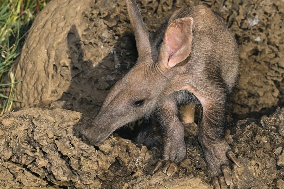 Hơn 10 loài động vật có vú ở miền Nam châu Phi đối diện với nguy cơ tuyệt chủng