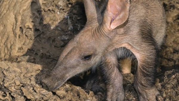 Hơn 10 loài động vật có vú ở miền Nam châu Phi đối diện với nguy cơ tuyệt chủng