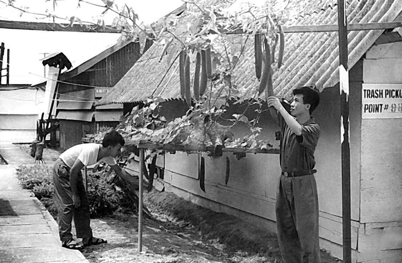 34.Số Tết - Hoa, rau xanh và Tết ở trại Davis 34.Số Tết - Hoa, rau xanh và Tết ở trại Davis