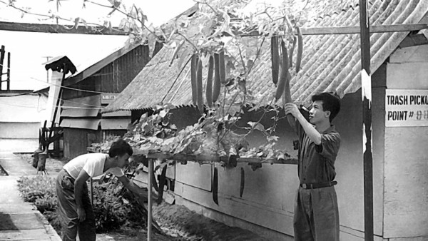 Hoa, rau xanh và ba cái Tết ở trại Davis