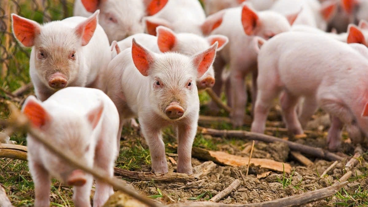 Giá heo hơi hôm nay 24/1: Cả 3 miền tăng trưởng đồng nhất, thị trường giao dịch trong khoảng từ 72.000 - 80.000 đồng/kg